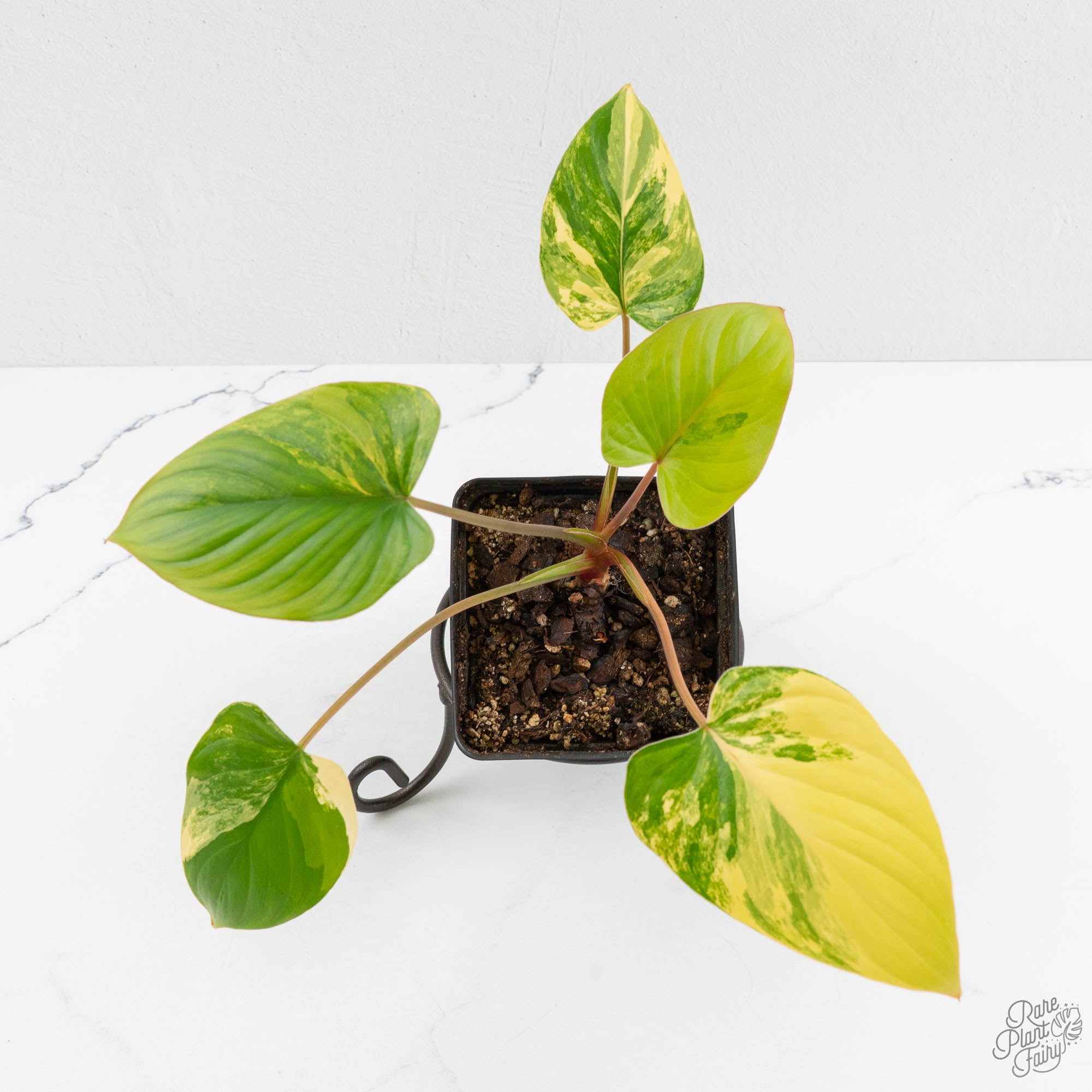 Homalomena – Rare Plant Fairy