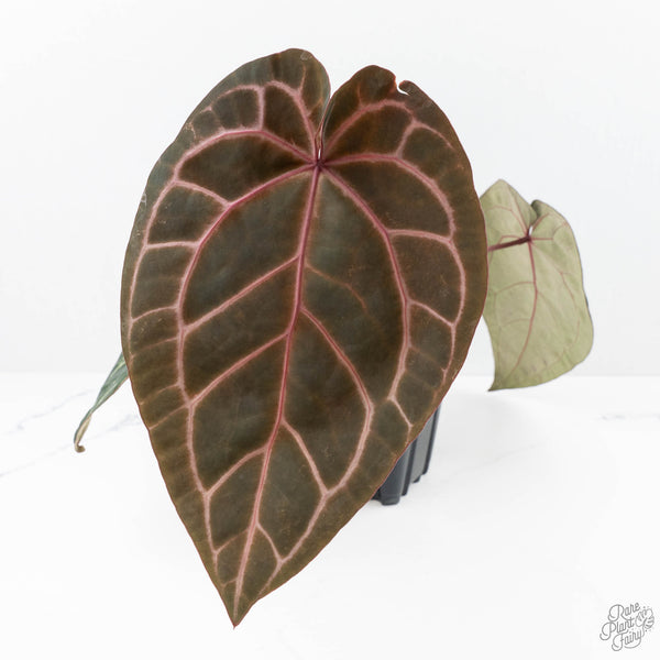 Anthurium Michelle Hot Pink '23' x Zara '14' by DocBlock® (wk22-U