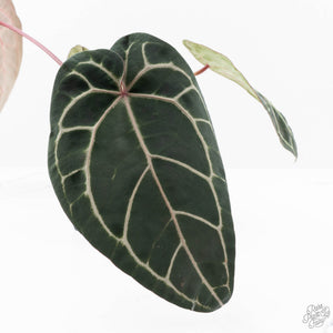 Anthurium Michelle Hot Pink '23' x Zara '14' by DocBlock® (wk22-U)