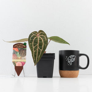 Anthurium Michelle Hot Pink '23' x Zara '14' by DocBlock® (wk33-L35)