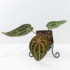 Anthurium Michelle Hot Pink '23' x Zara '14' by DocBlock® (wk33-L35)