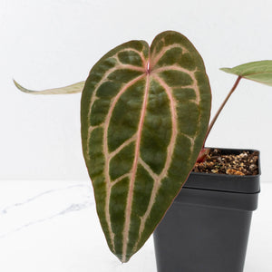 Anthurium Michelle Hot Pink '23' x Zara '14' by DocBlock® (wk33-L35)