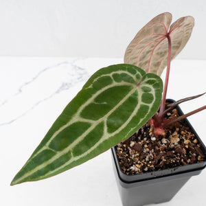 Anthurium Michelle Hot Pink '23' x Zara '14' by DocBlock® (wk33-L35)