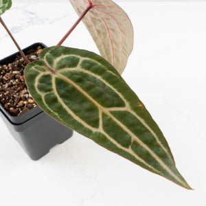 Anthurium Michelle Hot Pink '23' x Zara '14' by DocBlock® (wk33-L35)