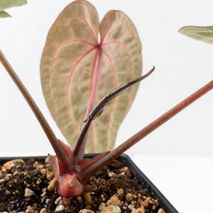 Anthurium Michelle Hot Pink '23' x Zara '14' by DocBlock® (wk33-L35)