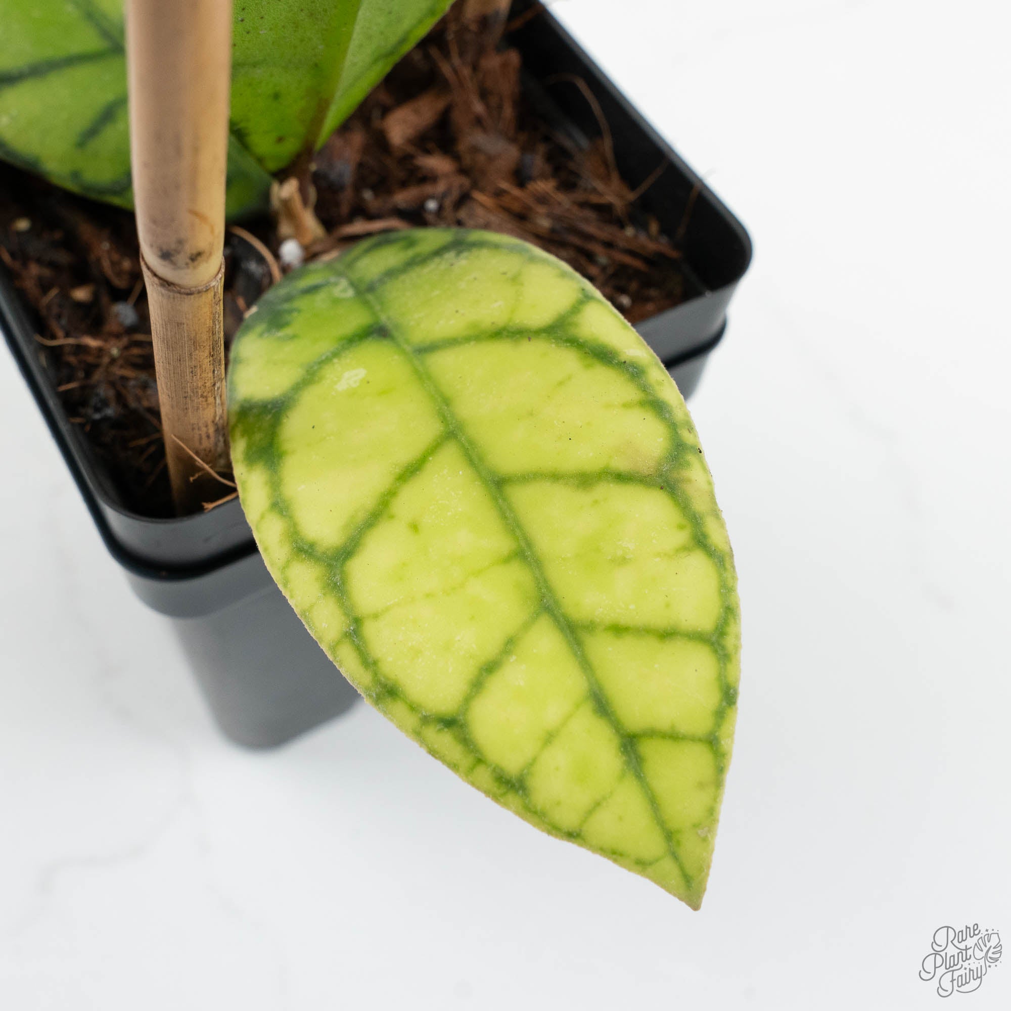 Hoya callistophylla 'Vena' (wk17-B) – Rare Plant Fairy