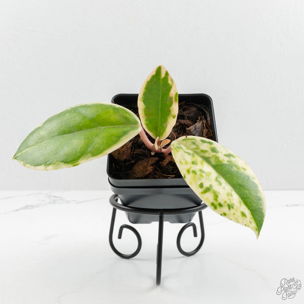 Hoya Carnosa 'Madara' (aka 'Snow Angel') (wk15-UL) – Rare Plant Fairy