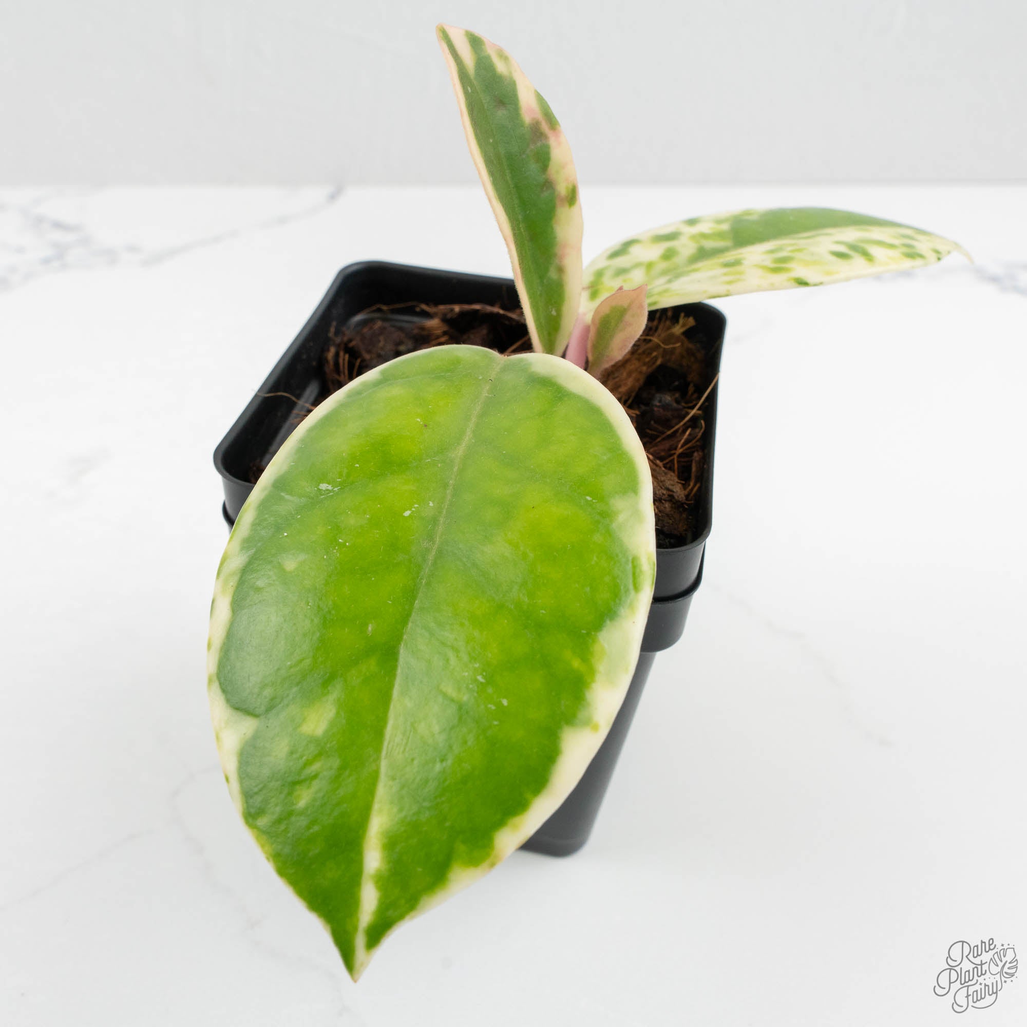 その他観葉植物 Hoya carnosa ' Madara  angel' Hoya Carnosa Madara 'Snow Angel' (HCMSA1) 🌱 – Next World Exotics