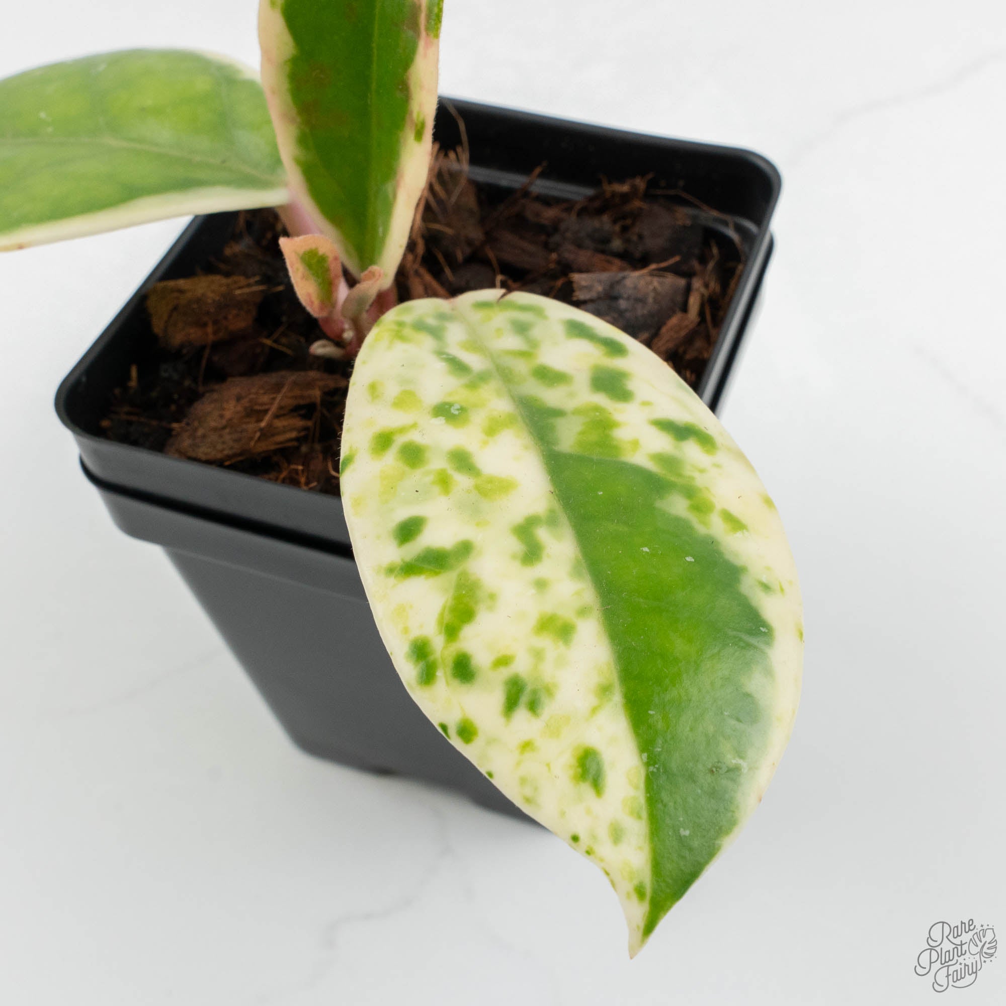 Hoya Carnosa 'Madara' (aka 'Snow Angel') (wk15-UL) – Rare Plant Fairy