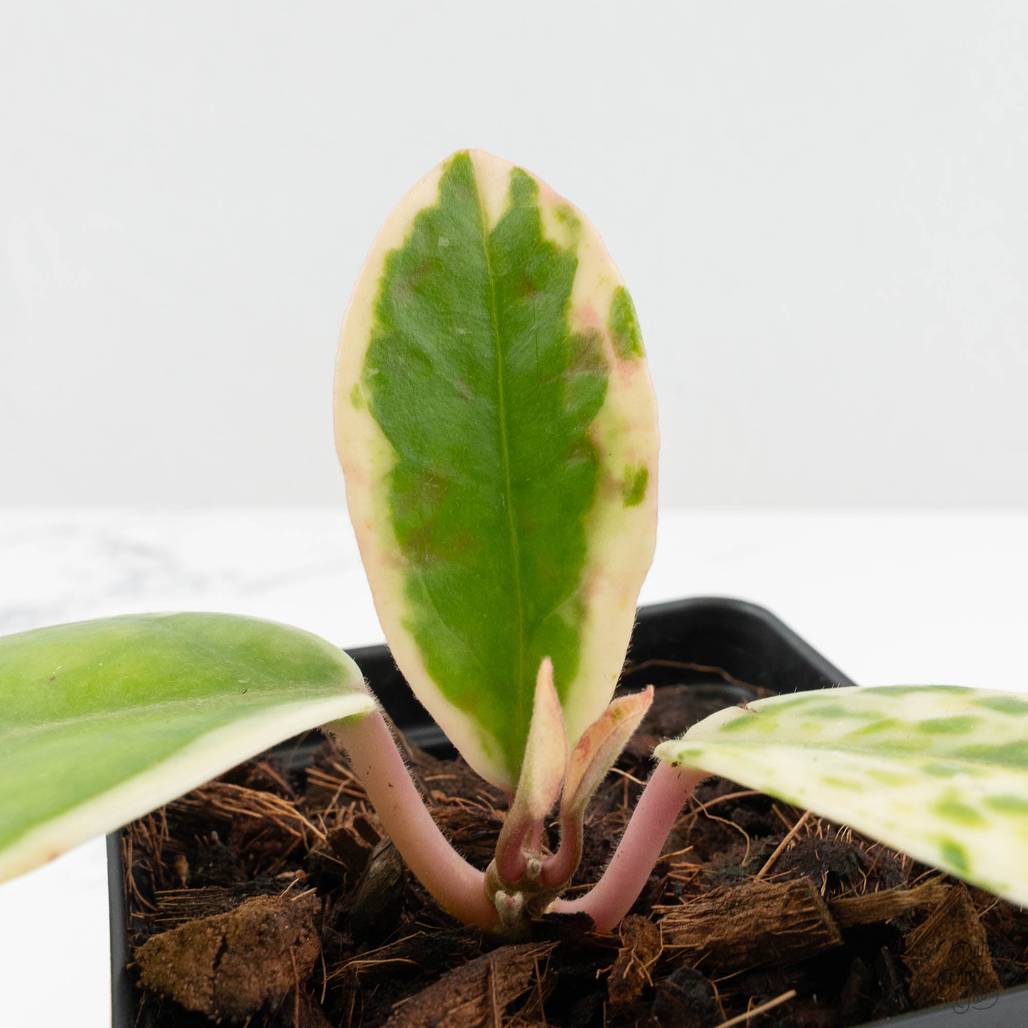 Hoya Carnosa 'Madara' (aka 'Snow Angel') (wk15-UL) – Rare Plant Fairy