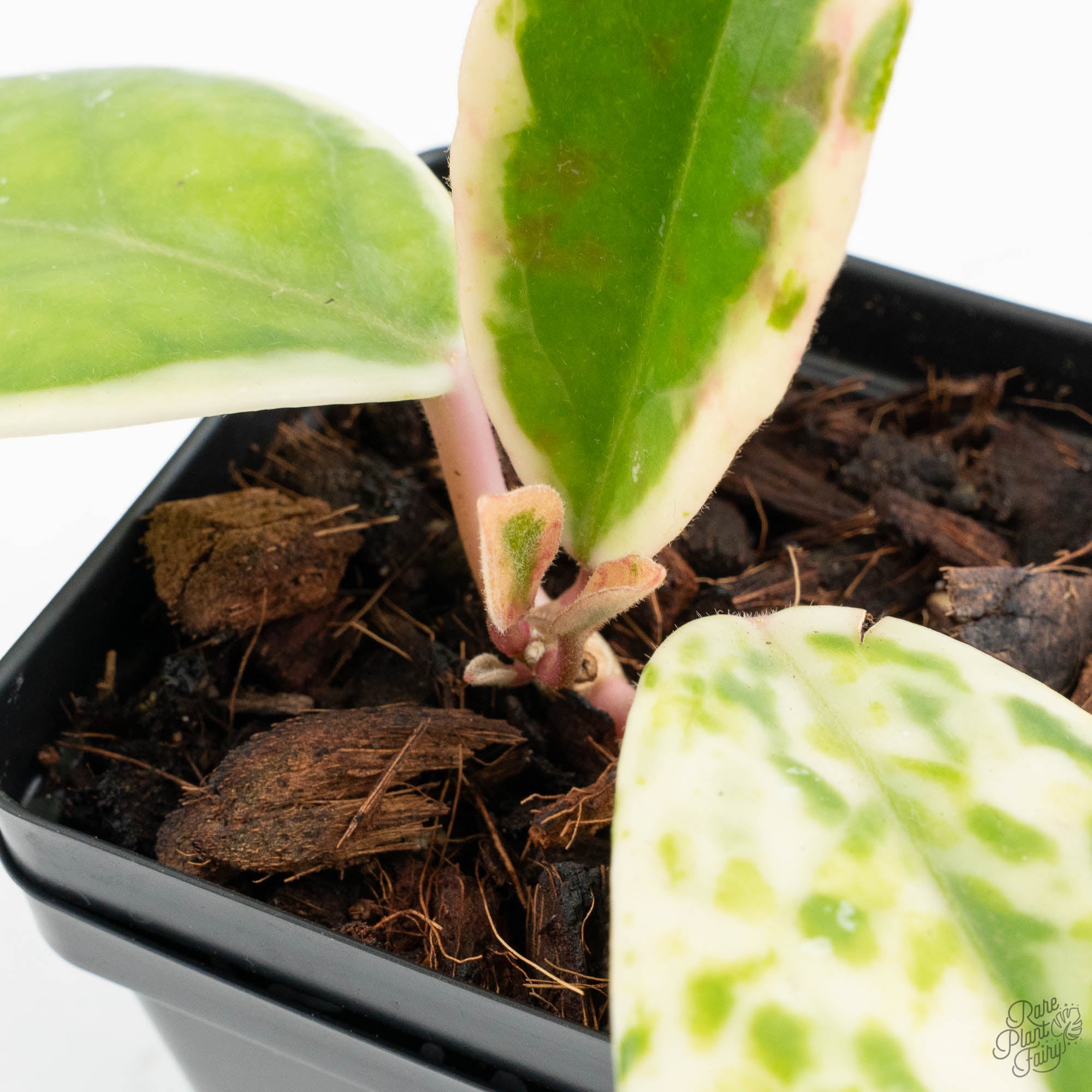 Hoya Carnosa 'Madara' (aka 'Snow Angel') (wk15-UL) – Rare Plant Fairy
