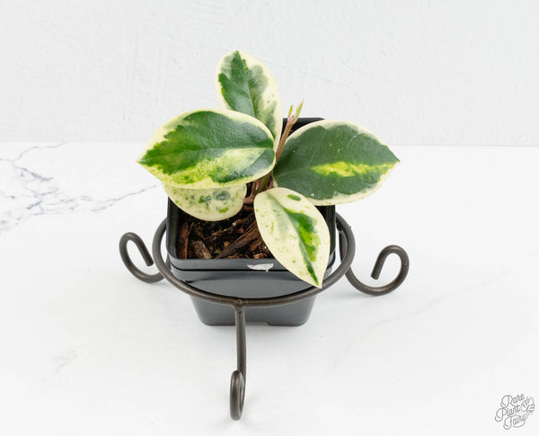 その他観葉植物 Hoya carnosa ' Madara  angel' HoyaCarnosaMadara_SnowAngel_13