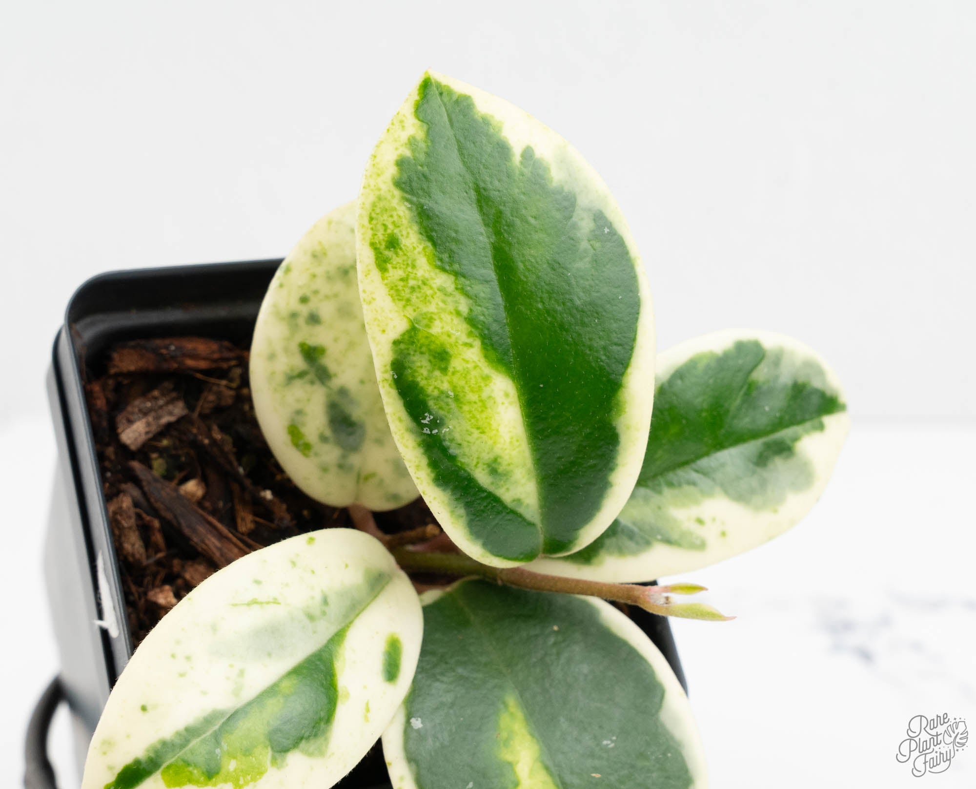 Hoya Carnosa 'Madara' (aka 'Snow Angel') (wk13-UH) – Rare Plant Fairy