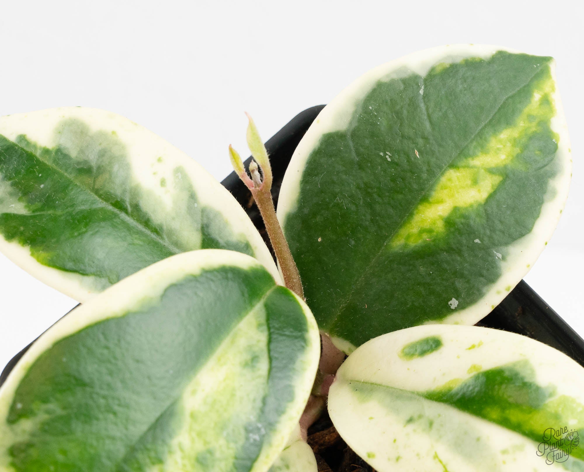 Hoya Carnosa 'Madara' (aka 'Snow Angel') (wk13-UH) – Rare Plant Fairy