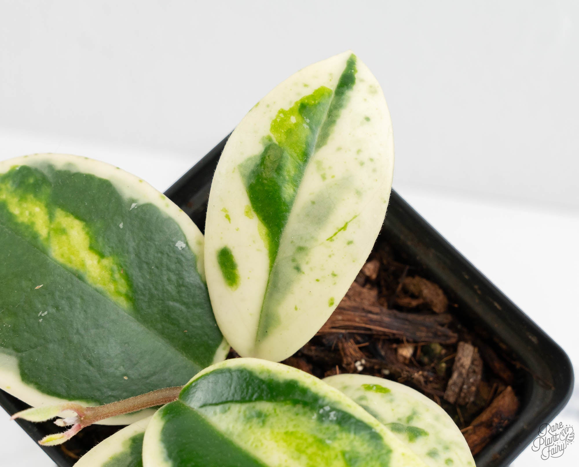 Hoya carnosa ' Madara  Angel'ホヤ　マダラ Hoya Carnosa 'Madara' (aka 'Snow Angel') (wk13-UH) – Rare Plant Fairy