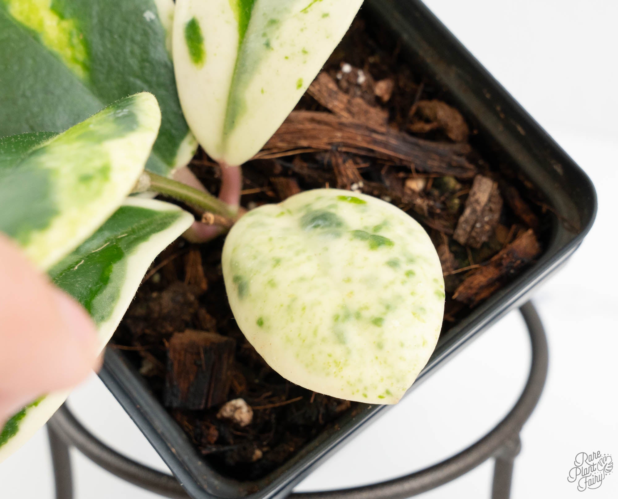 Hoya Carnosa 'Madara' (aka 'Snow Angel') (wk13-UH) – Rare Plant Fairy