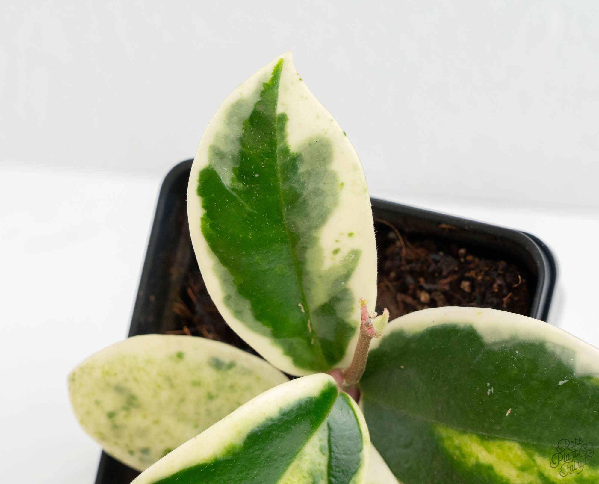Hoya Carnosa 'Madara' (aka 'Snow Angel') (wk13-UH) – Rare Plant Fairy