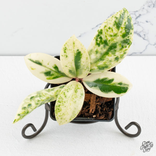 Hoya Carnosa 'Madara' (aka 'Snow Angel') (wk48-A)