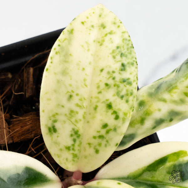 Hoya Carnosa 'Madara' (aka 'Snow Angel') (wk48-A)