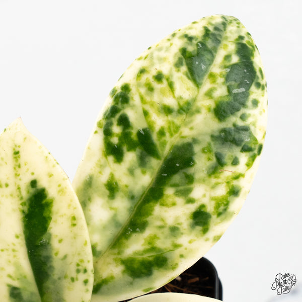 Hoya Carnosa 'Madara' (aka 'Snow Angel') (wk48-A)