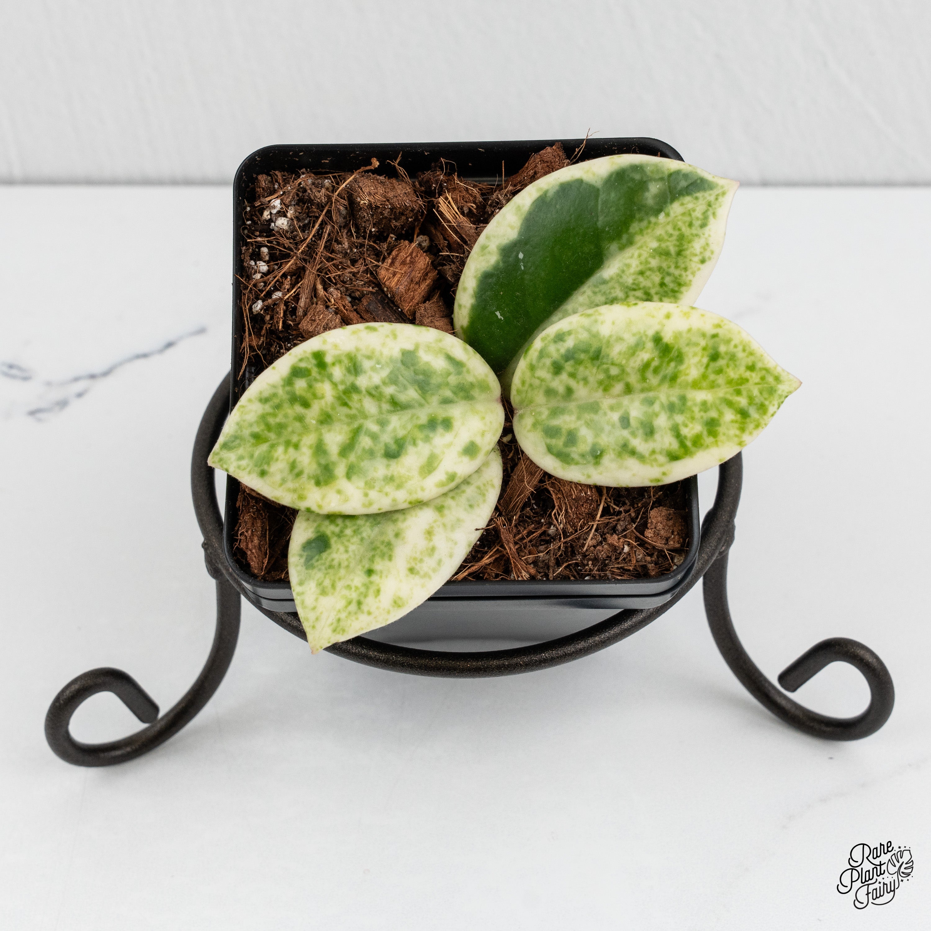 その他観葉植物 Hoya carnosa ' Madara  angel' Hoya Carnosa 'Madara' (aka 'Snow Angel') (wk1-L) – Rare Plant Fairy