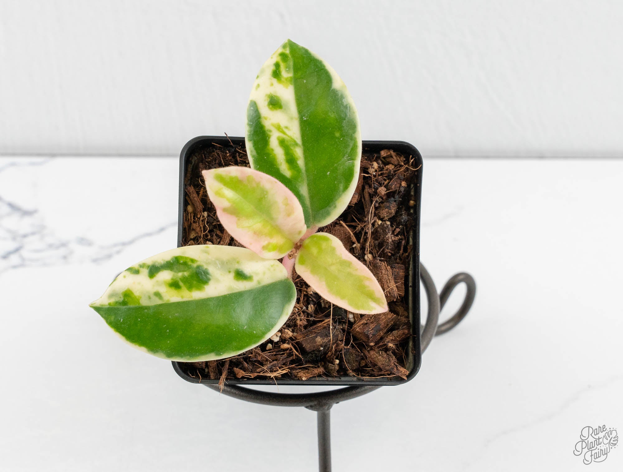 Hoya Carnosa 'Madara' (aka 'Snow Angel') (wk12-UL) – Rare Hoya Carnosa 'Madara' (aka 'Snow Angel') (wk12-UL) – Rare