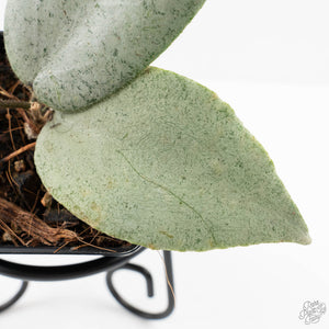 Hoya caudata 'Argene' (wk24-A)