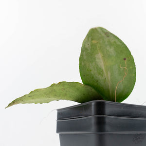 Hoya caudata 'Argene' (wk24-A)