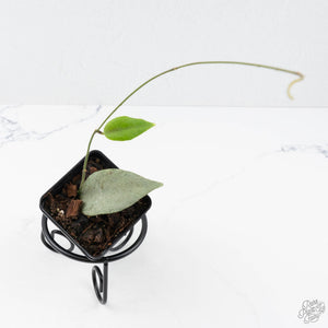 Hoya caudata 'Argene' (wk20-L)
