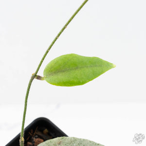 Hoya caudata 'Argene' (wk20-L)