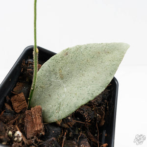 Hoya caudata 'Argene' (wk20-L)