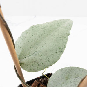 Hoya caudata 'Argene' (wk32-A)