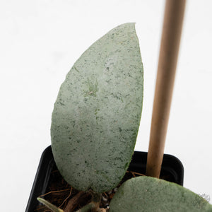 Hoya caudata 'Argene' (wk39-L169)