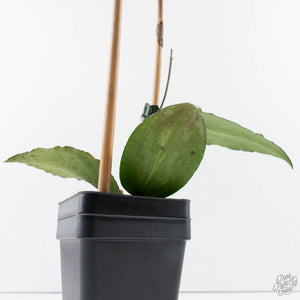 Hoya caudata 'Argene' (wk39-L169)