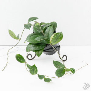 Hoya Crassipetiolata 'Splash'