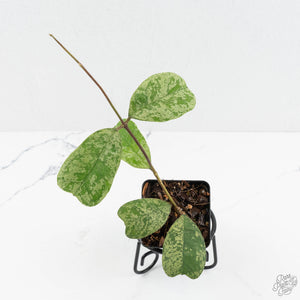 Hoya deykeae 'Morning Dew' (wk17-C)