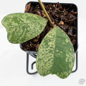 Hoya deykeae 'Morning Dew' (wk17-C)