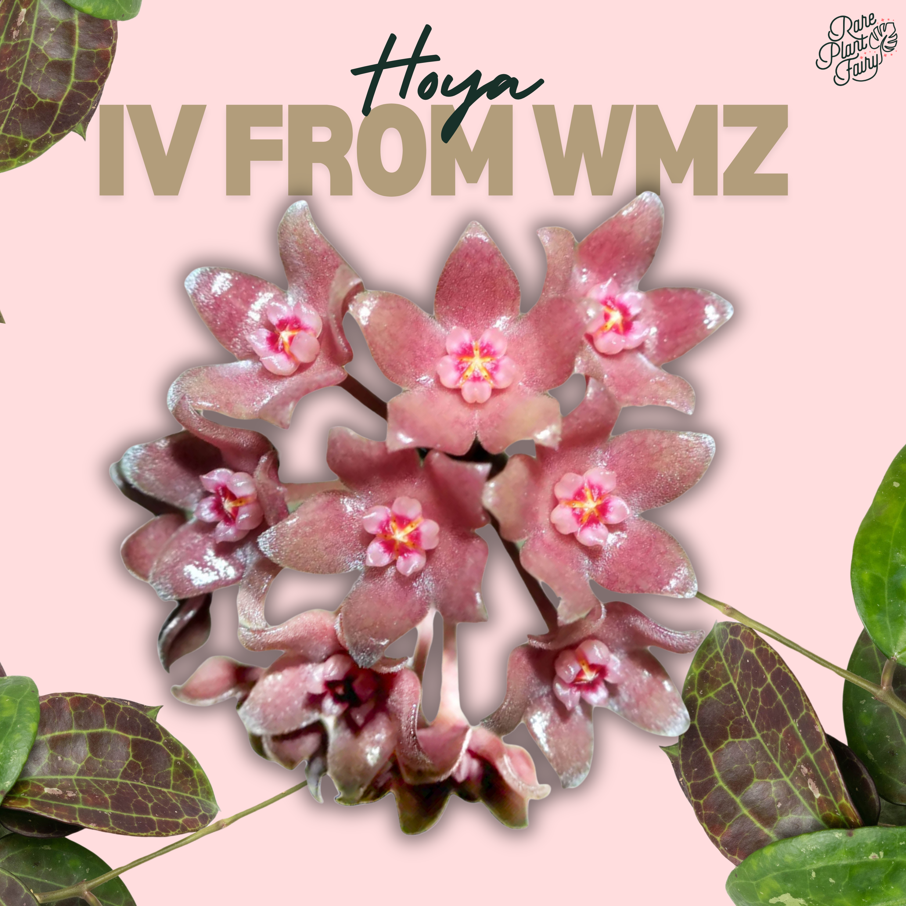 Hoya sp. IV from WMZ *Grower's Choice* – Rare Plant Fairy Hoya sp. IV from WMZ *Grower's Choice* – Rare Plant Fairy