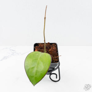 Hoya KSB 01 (wk20-M)