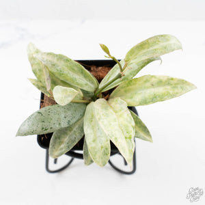 Hoya lacunosa 'Winter Pandora' (wk24-UD)