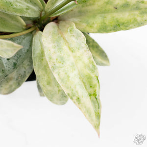 Hoya lacunosa 'Winter Pandora' (wk24-UD)