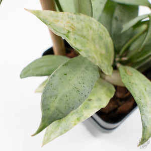 Hoya lacunosa 'Winter Pandora' (wk39-L170)