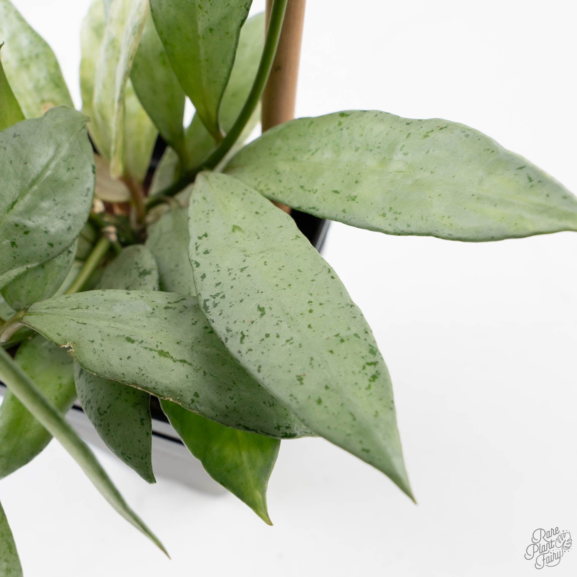 Hoya lacunosa 'Winter Pandora' (wk39-L170) – Rare Plant Fairy