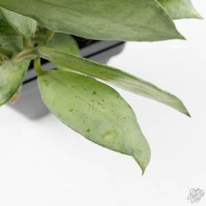Hoya lacunosa 'Winter Pandora' (wk39-L170)