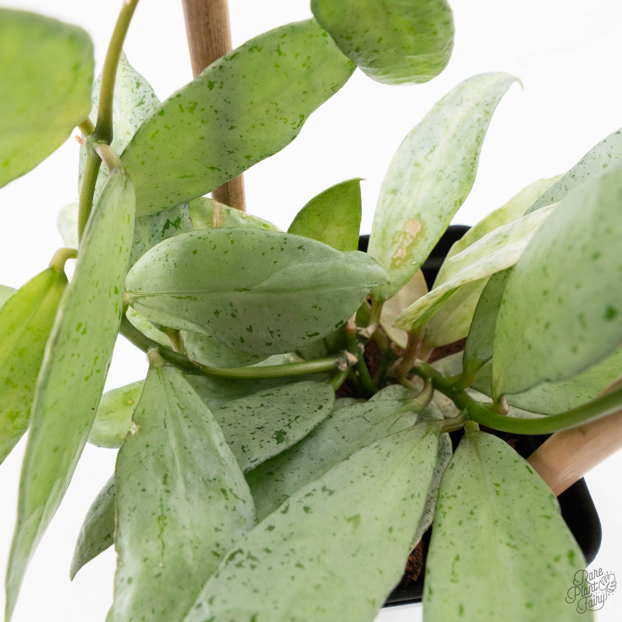 Hoya lacunosa 'Winter Pandora' (wk39-L170) – Rare Plant Fairy