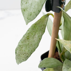 Hoya lacunosa 'Winter Pandora' (wk39-L170)