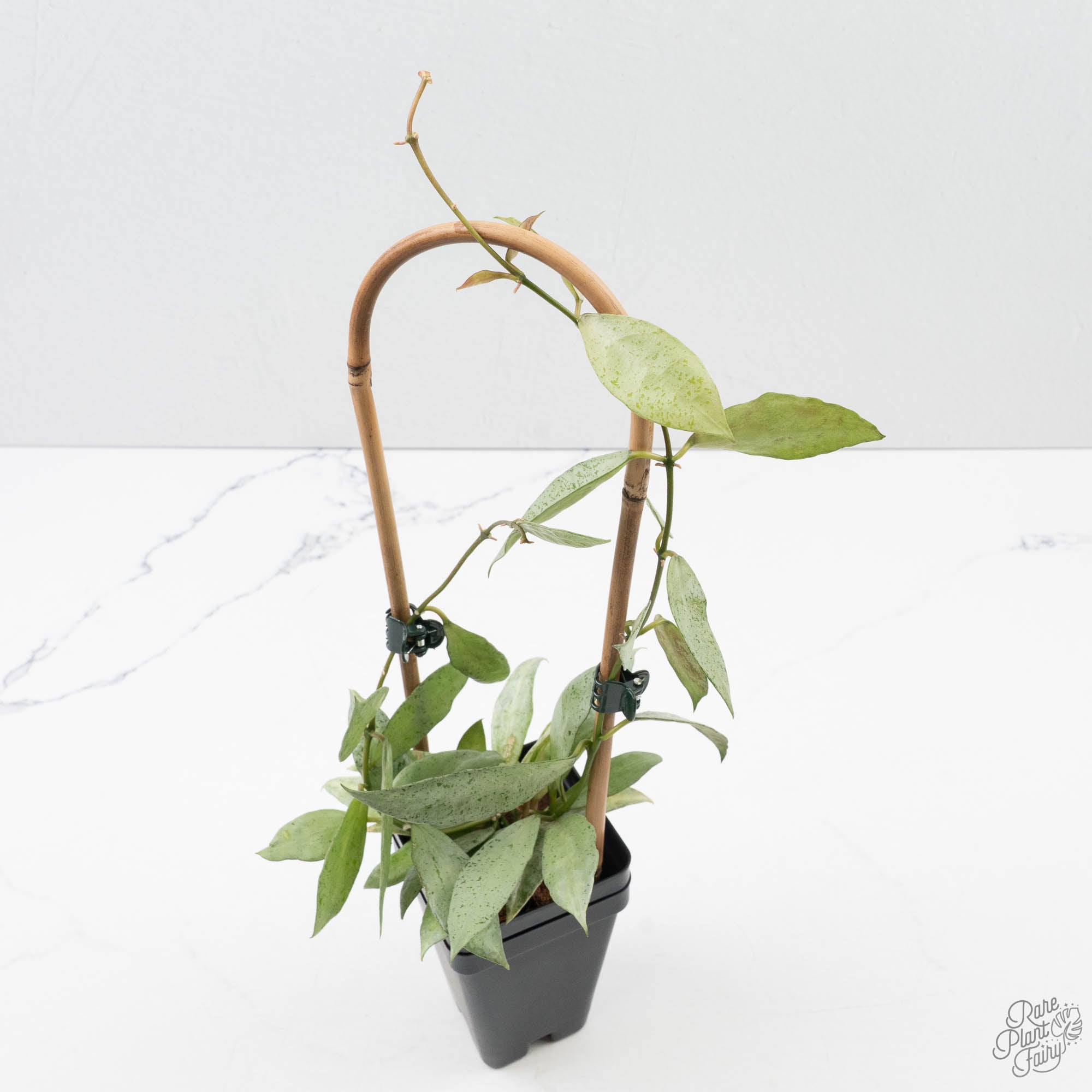 Hoya lacunosa 'Winter Pandora' (wk39-L170) – Rare Plant Fairy