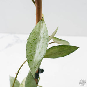 Hoya lacunosa 'Winter Pandora' (wk39-L170)