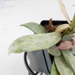Hoya lacunosa 'Winter Pandora' (wk39-L311)