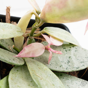 Hoya lacunosa 'Winter Pandora' (wk39-L311)